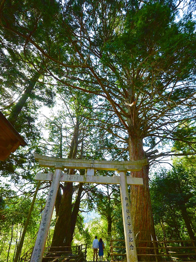 八栄神社（夫婦大ひのき）